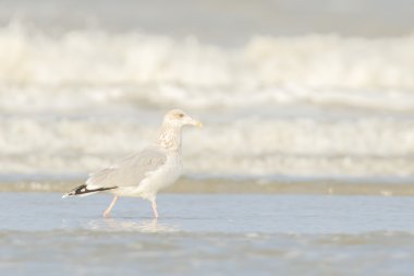 Sahilde Martı Ringası