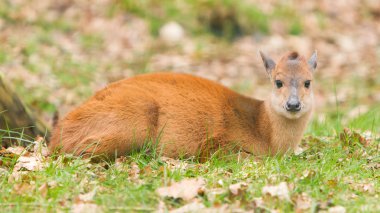 Doğum sonrası kırmızı duiker (Cephalophus natalensis)