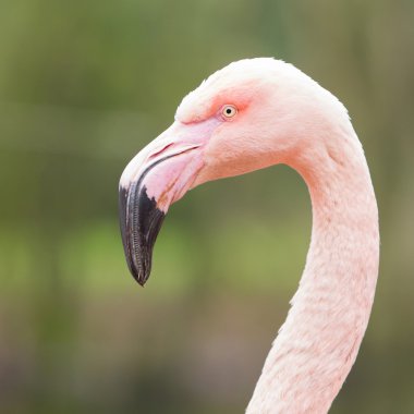 pembe flamingo closeup çekim