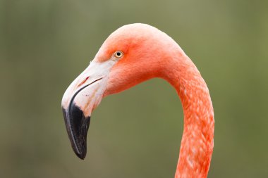 pembe flamingo closeup çekim