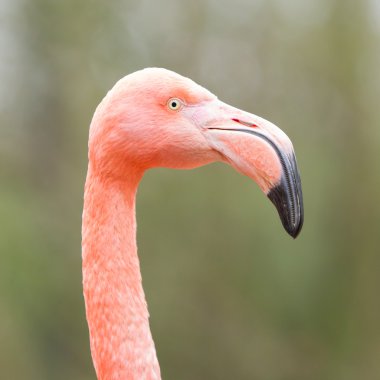 pembe flamingo closeup çekim