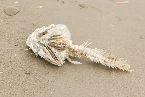 Decomposizione della carcassa di pesce morto — Foto Stock