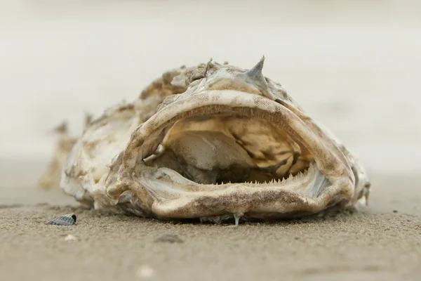 Carcaça de peixe morto em decomposição — Fotografia de Stock