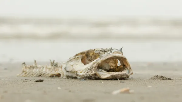 死んだ魚の死骸を分解 — ストック写真