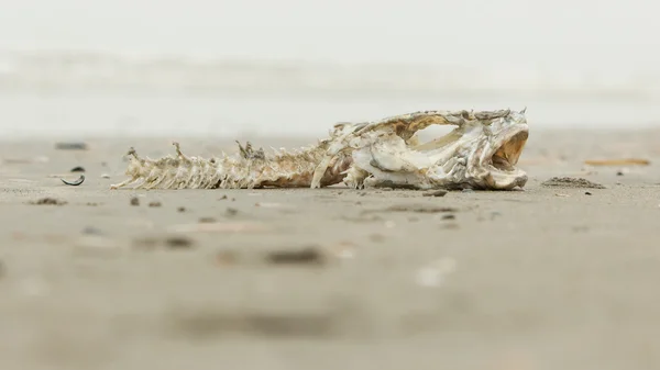 Carcaça de peixe morto em decomposição — Fotografia de Stock