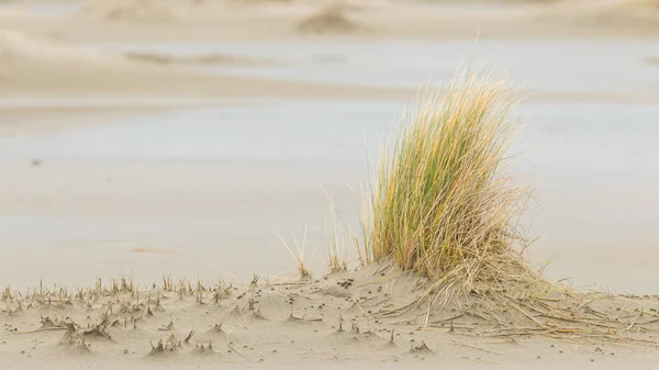 Dune-grass on the beach — Stock Photo, Image