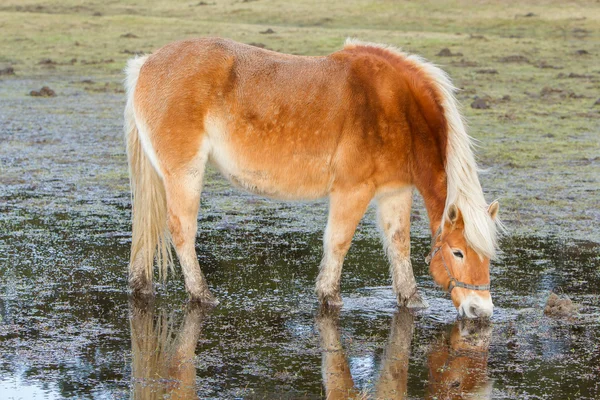 Ayakta bir havuzda yağmur gün sonra at — Stok fotoğraf