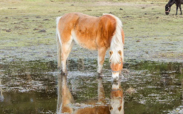 Hästen stående i en pool efter dagar av regnar — Stockfoto