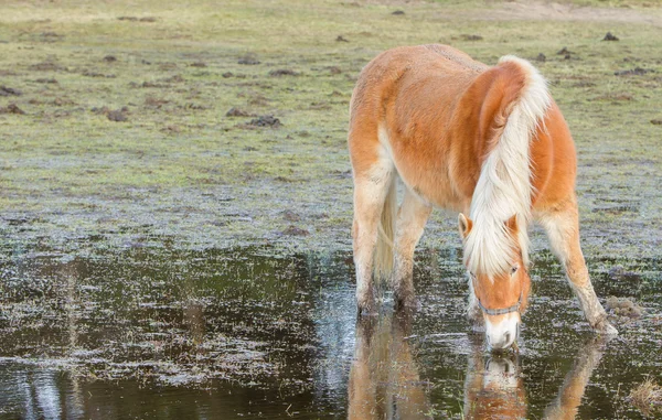 Hästen stående i en pool efter dagar av regnar — Stockfoto