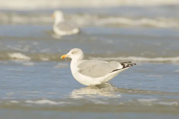 Herring gull on a beach — Stock Photo, Image