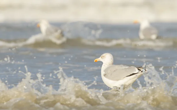 Arenque Gull em uma praia — Fotografia de Stock