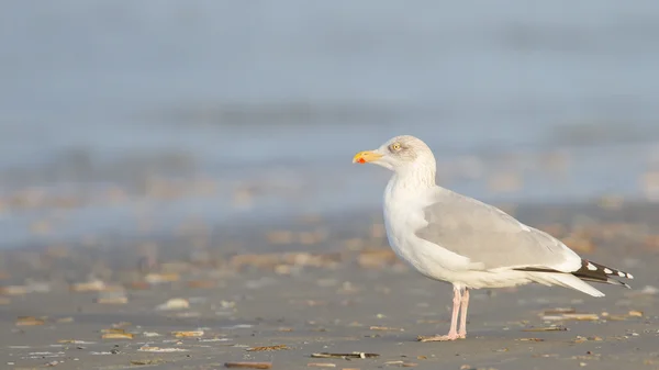 Sill / strömming på en strand — Stockfoto