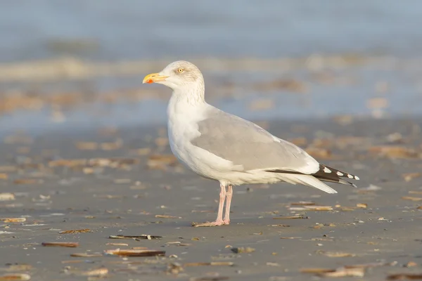 Arenque Gull em uma praia — Fotografia de Stock