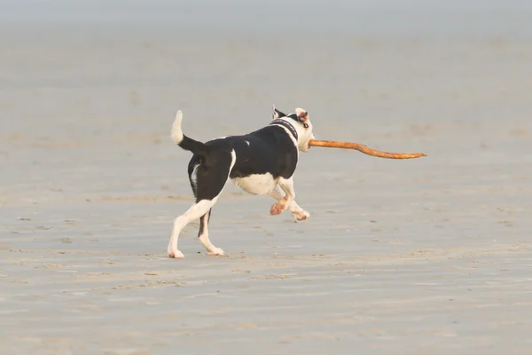 Pies bawiący się kijem na plaży — Zdjęcie stockowe