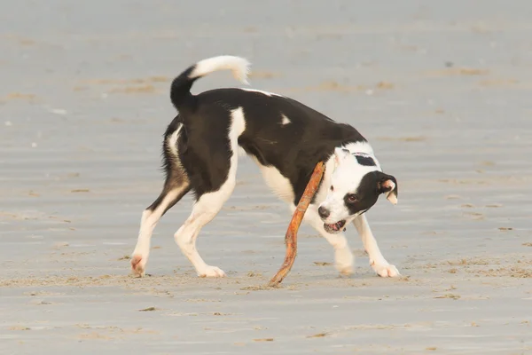 Pies bawiący się kijem na plaży — Zdjęcie stockowe
