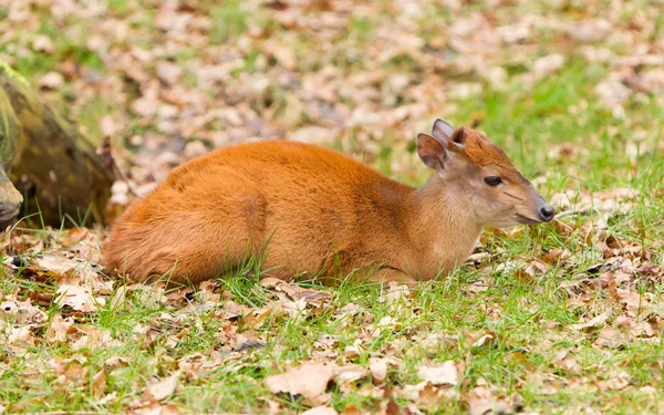 Natal red duiker (Cephalophus natalensis) — Stock Photo, Image