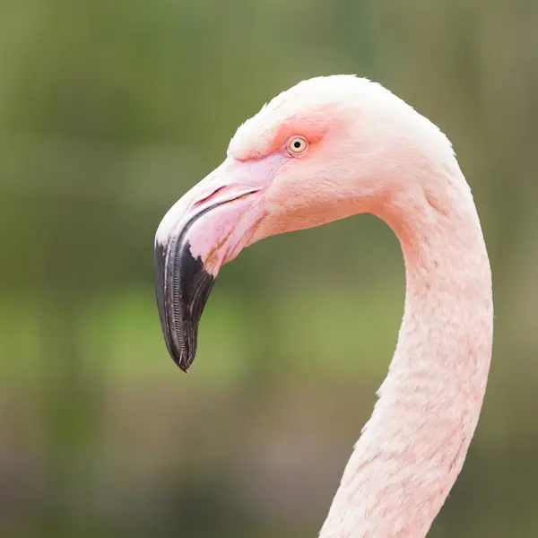 Närbild skott av rosa flamingo — Stockfoto