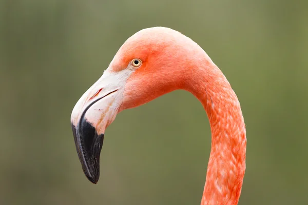 Closeup shot of pink flamingo — Stock Photo, Image