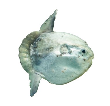 Balığı (Mola mola) esaret