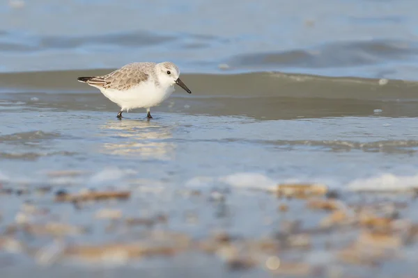 Sanderling (Calidris alba) en busca de comida —  Fotos de Stock