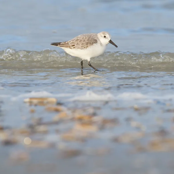 Drieteenstrandloper (Calidris alba) op zoek naar voedsel — Stockfoto