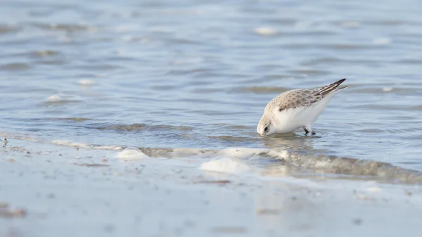 Jespák písečný (Calidris alba) hledání potravy — Stock fotografie