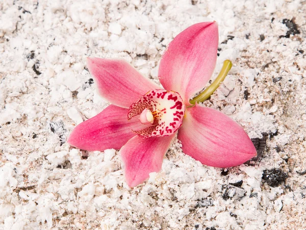 Orquídea rosa colorida — Fotografia de Stock