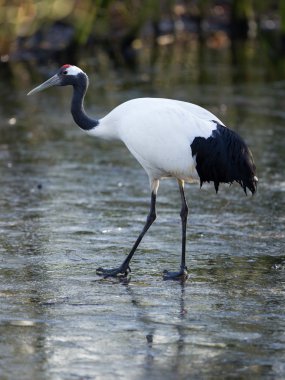 Red-crowned Crane or Japanese Crane clipart