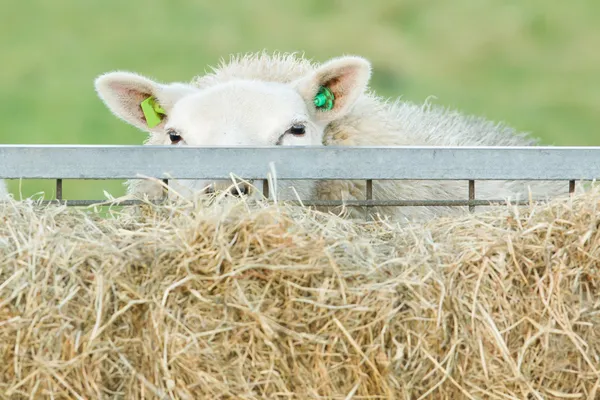 Sheep eating hay — Stock Photo, Image