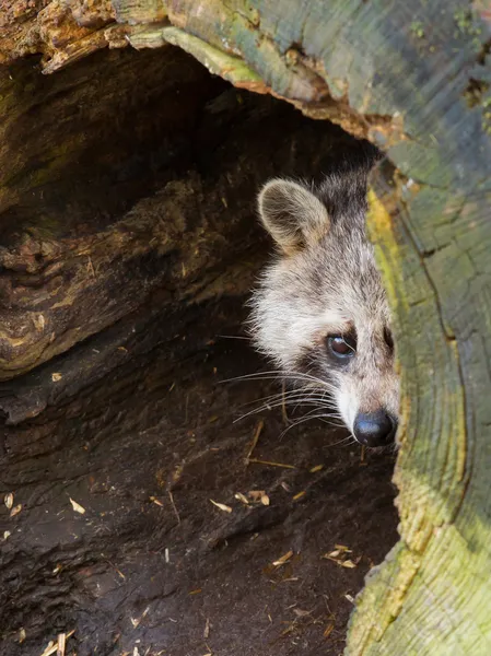 Onun Nest yetişkin Rakun — Stok fotoğraf