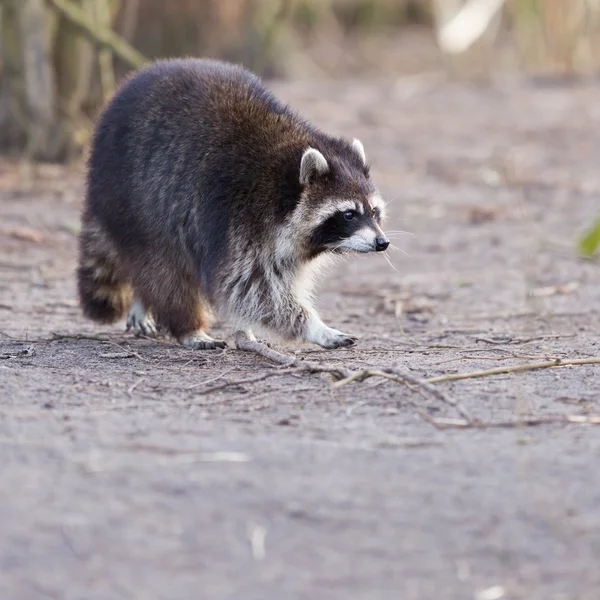 Volwassen wasbeer bij zijn het nest — Stockfoto