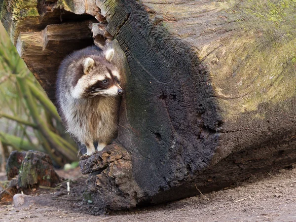 Vuxen tvättbjörn på hans nest — Stockfoto