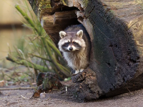 Vuxen tvättbjörn på hans nest — Stockfoto