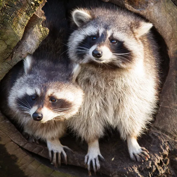 Adult raccoon at his nest — Stock Photo, Image