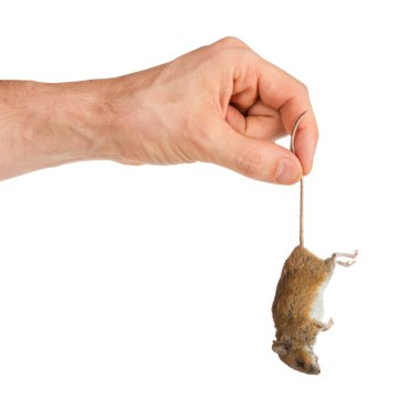 Hand holding a dead mouse, isolated clipart