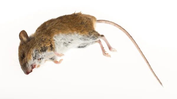 Ratón muerto aislado — Foto de Stock