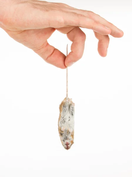 Ruka drží mrtvou myš, izolované — Stock fotografie
