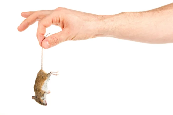 Hand holding a dead mouse, isolated — Stock Photo, Image