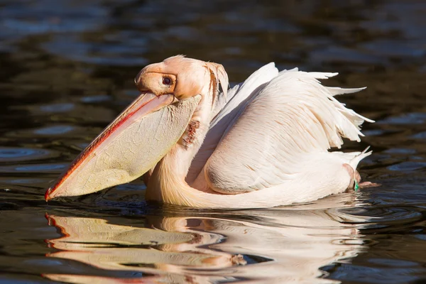 Pelican prendere un rinfrescante — Foto Stock