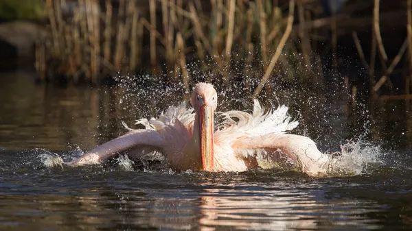 Pelicano tomar um refrescante — Fotografia de Stock