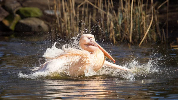 Pelican prendre un rafraîchissant — Photo