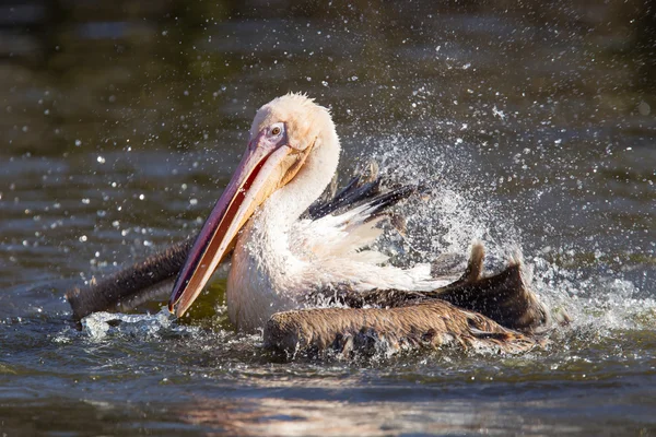 Pelican prendre un rafraîchissant — Photo