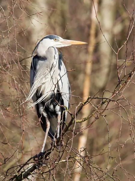 Great Blue Heron resting in a tree — Stock Photo, Image