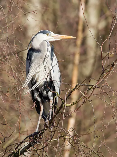 Blauwe reiger rusten in een boom — Stockfoto