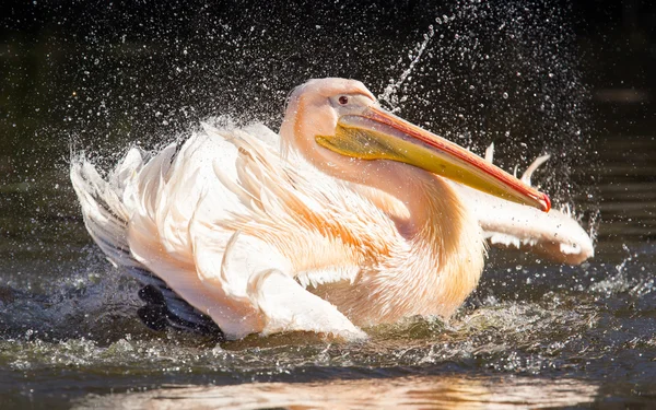 Pelicano tomar um refrescante — Fotografia de Stock