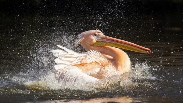 Pelicano tomar um refrescante — Fotografia de Stock