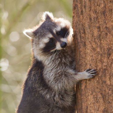 meraklı racoon ağaca tırmanıyor