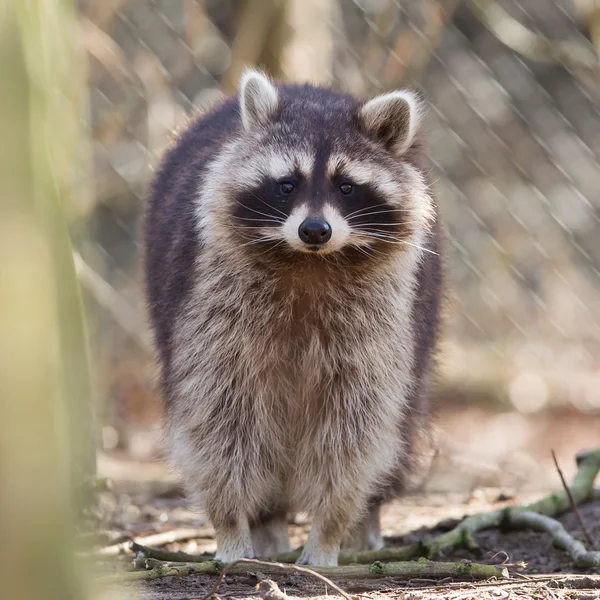 Nyfiken racoon i fångenskap — Stockfoto