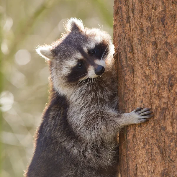 Περίεργος racoon αναρρίχηση ένα δέντρο — Φωτογραφία Αρχείου