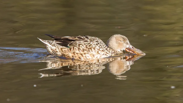 Pala settentrionale (Anas clypeata ) — Foto Stock